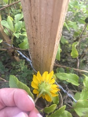 Helianthus debilis image