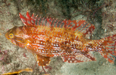 Heteroscarus acroptilus