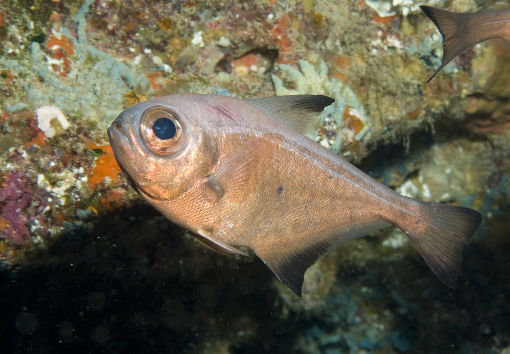 Blacktip Bullseye