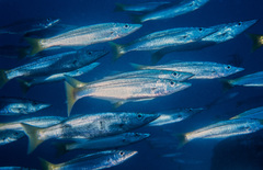 Dinolestes lewini