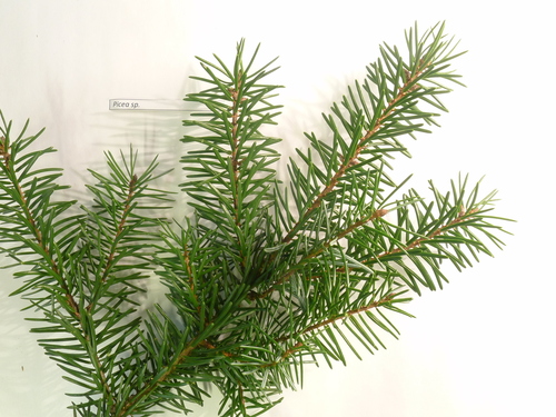 Serbian spruce