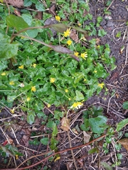 Ficaria verna