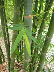 Bambusa beecheyana