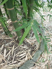 Bambusa beecheyana