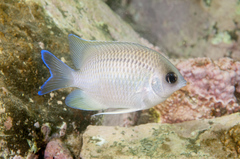 Mecaenichthys immaculatus