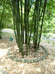 Bambusa beecheyana