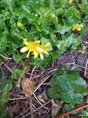 Ficaria verna