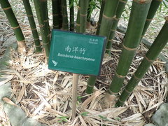 Bambusa beecheyana