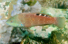 Pseudolabrus luculentus