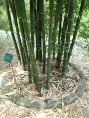 Bambusa beecheyana