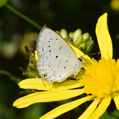 Eicochrysops hippocrates