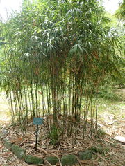 Pleioblastus linearis