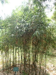 Pleioblastus linearis