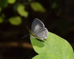 Eicochrysops hippocrates