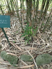 Pleioblastus linearis