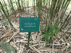 Pleioblastus linearis