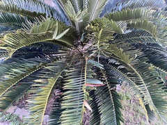 Encephalartos longifolius