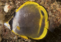 Chaetodon flavirostris