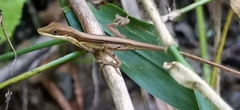 Anolis semilineatus