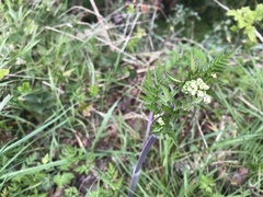 Anthriscus sylvestris