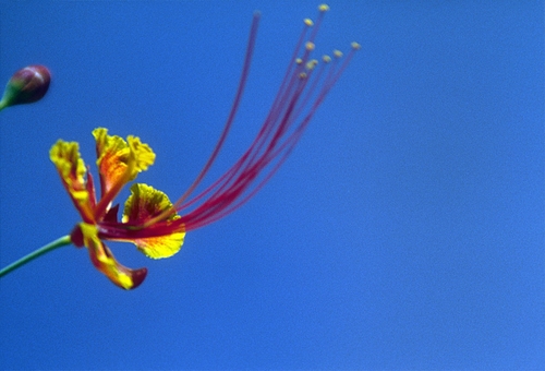 peacock flower