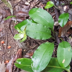 Scadoxus membranaceus