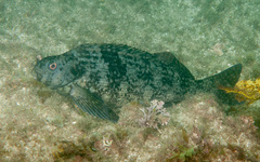Aplodactylus lophodon