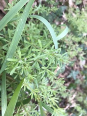 Galium aparine