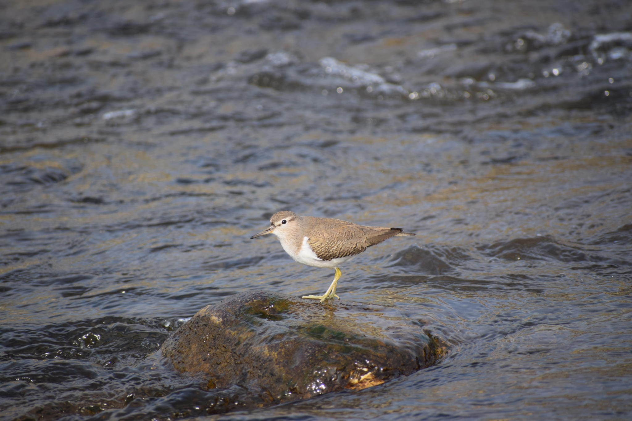 Common Sandpiper