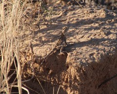 Agama aculeata aculeata