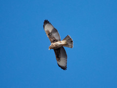 Parabuteo unicinctus