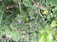 Glechoma hederacea