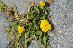 Taraxacum