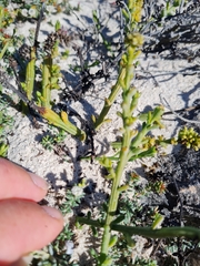 Thesium fruticulosum