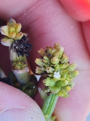 Thesium fruticulosum
