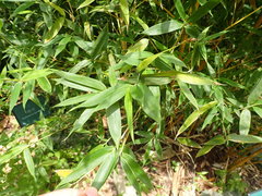 Phyllostachys bambusoides