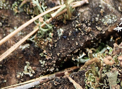 Cladonia botrytes