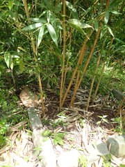 Phyllostachys bambusoides