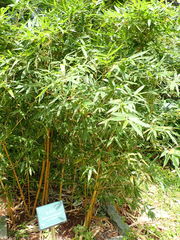 Phyllostachys bambusoides