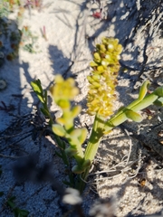 Thesium fruticulosum