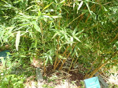 Phyllostachys bambusoides