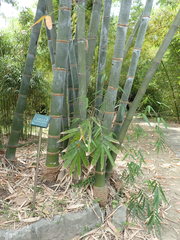 Dendrocalamus giganteus