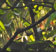 Tapinanthus