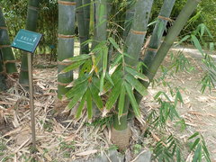 Dendrocalamus giganteus