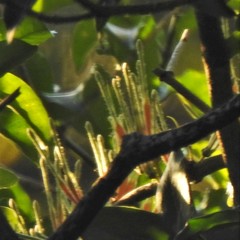 Tapinanthus