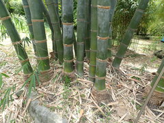 Dendrocalamus giganteus