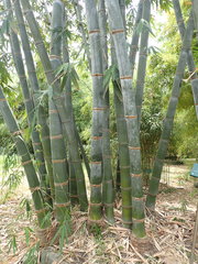Dendrocalamus giganteus