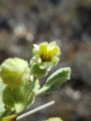Hermannia grandistipula