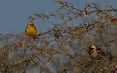 Crithagra flaviventris