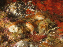 Limacia lucida